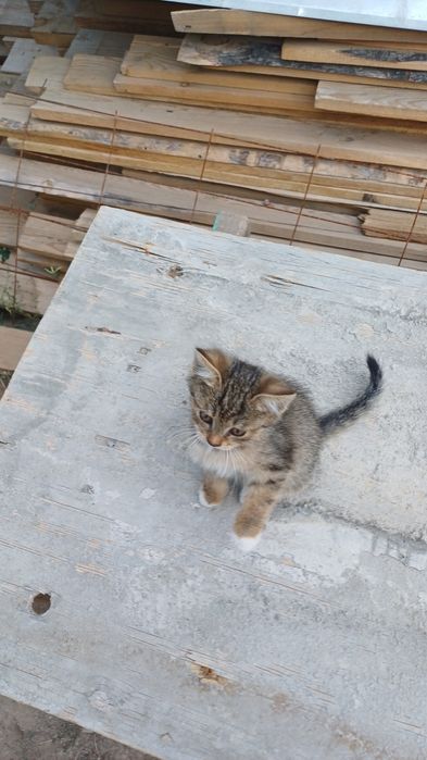 Милые котято бесплатно
