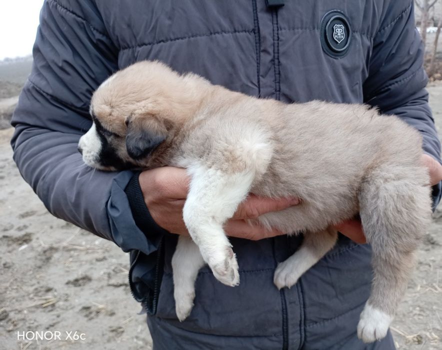 Alabay bolasi sotiladi