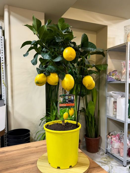 Лимон. Каламондин. Кумкват.