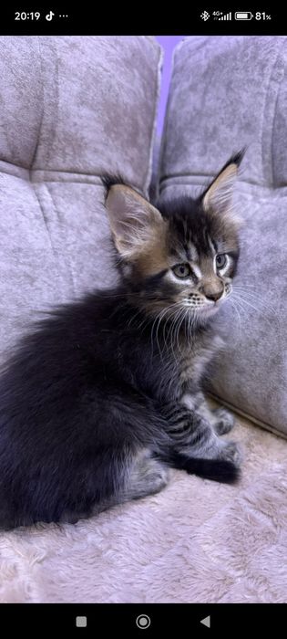 Продам  котят Мейн-Кун.