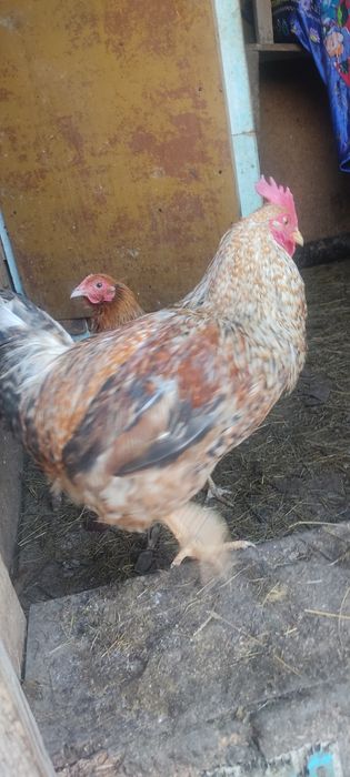 Петух, атеш, әтеш