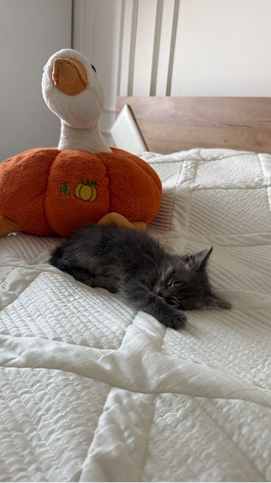 продается котенок