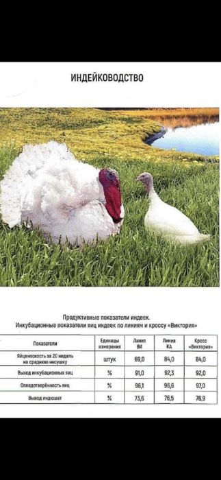 Индюшата и вся сх птица