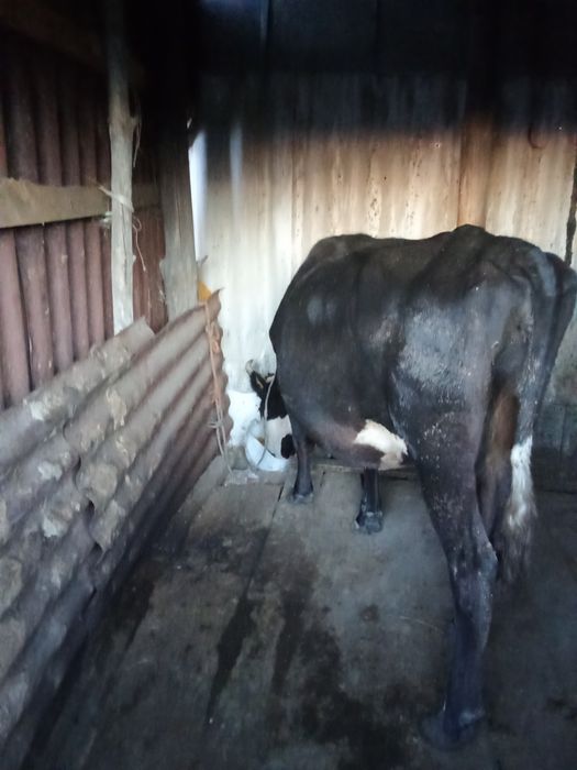 Продам Корова дойная
