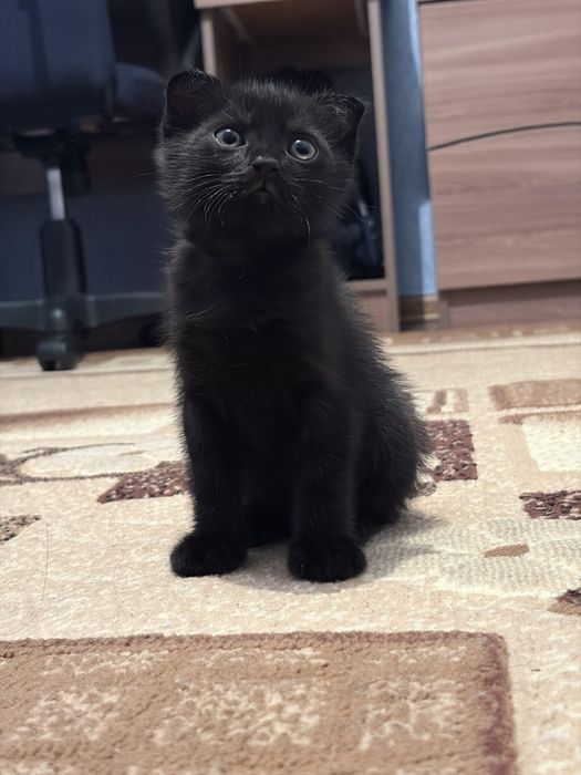 Отдам котенка в добрые руки