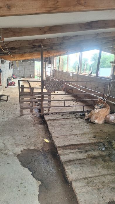 Продам КХ -20сот в месте скотом