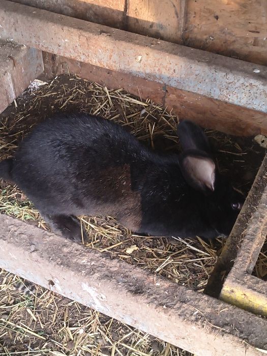 Iepuri comuni de casă