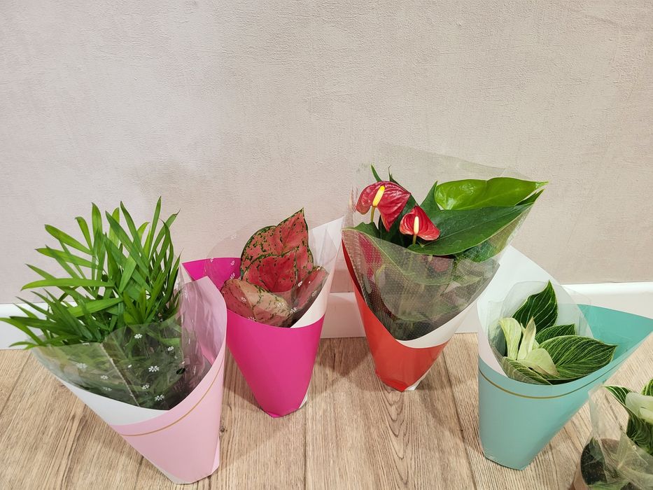 Цветы комнатные растения