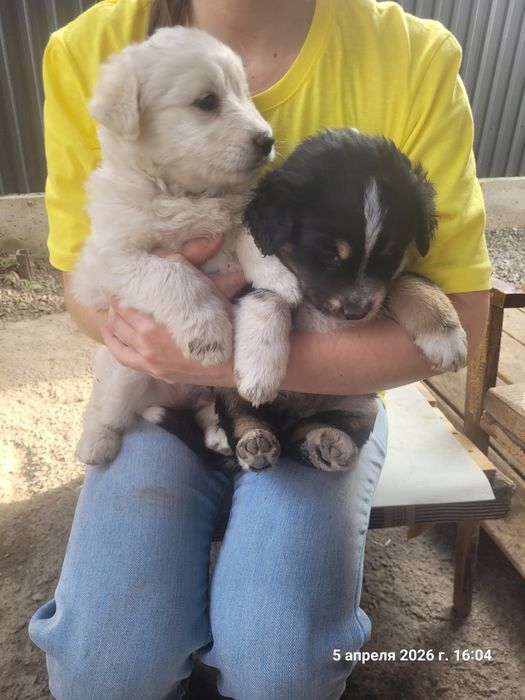 Продам  щенков собаки