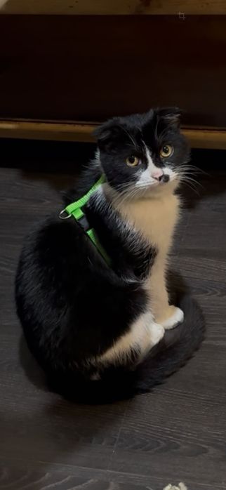 Котики вислоухие