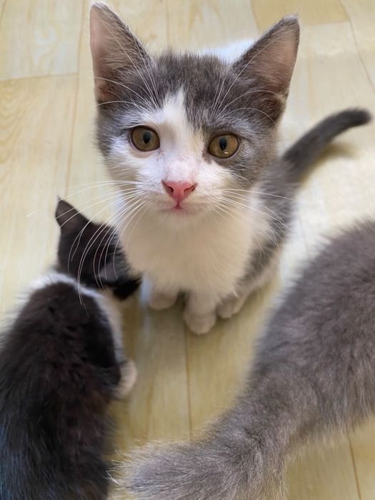 Милые котята бесплатно