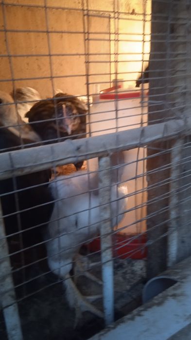 Цыплята домашние