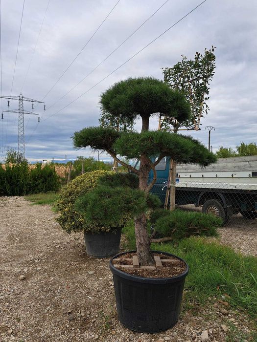 Vând tuia leylandi chiparos, magnolie, mesteacăn, tei, platan