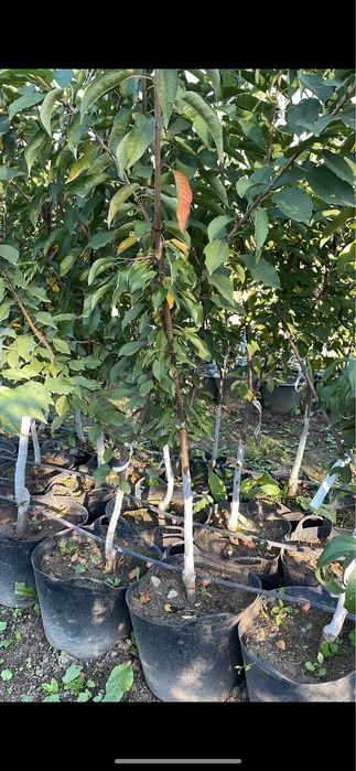 Pomi fructiferi pe rod