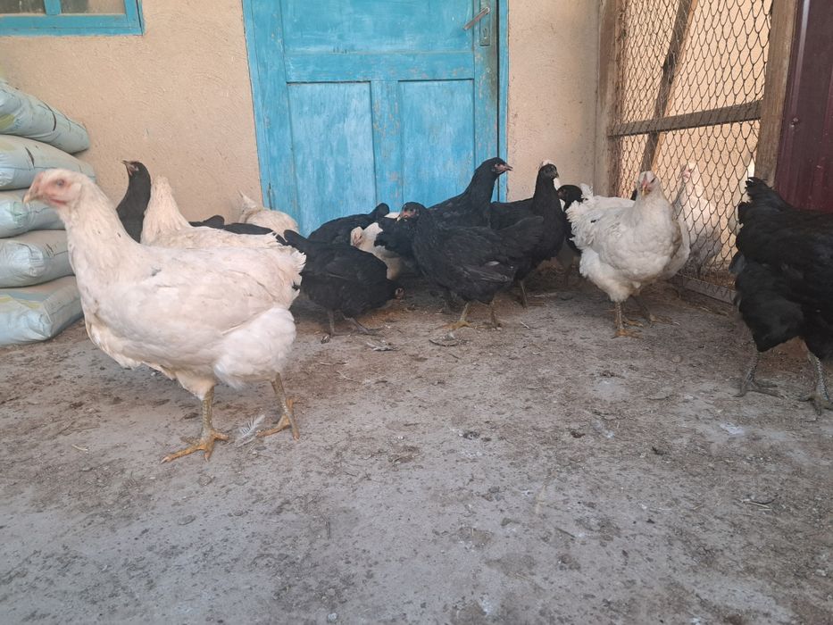 Джерсийский гигант