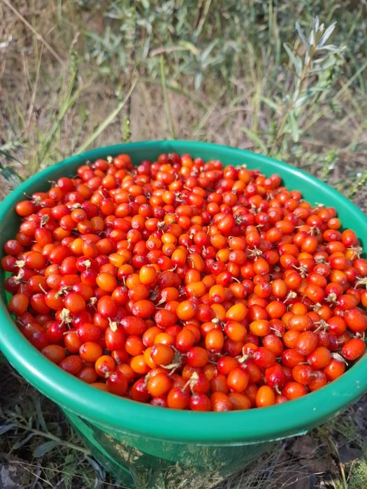 Продам облепиху свежесобранную