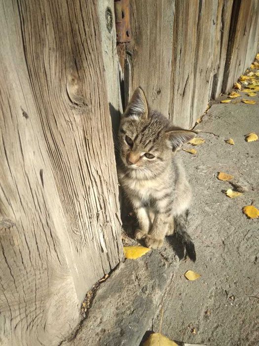 СРОЧНО котята в хорошие руки!!!