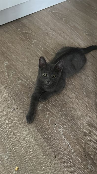 Продам серого котёнка, мальчик, 3 месяца