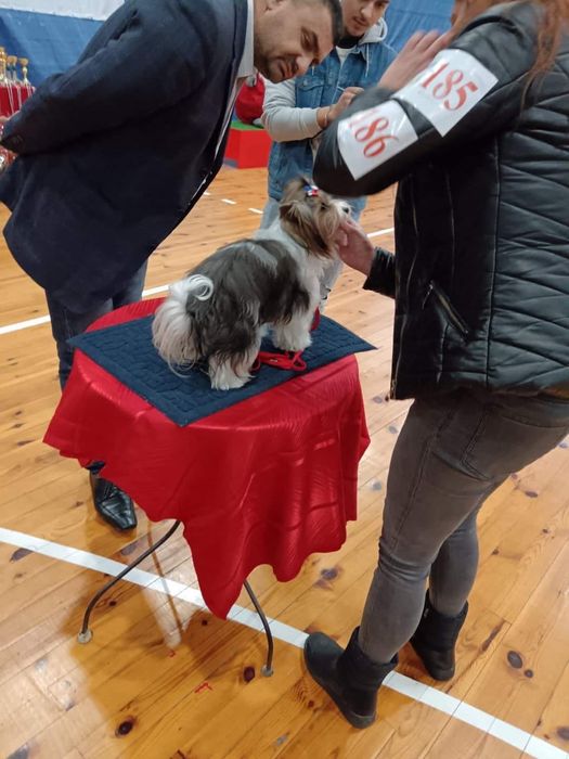 Бивер йоркширски териер