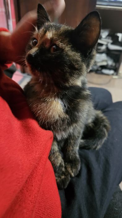 Котенок девочка в добрые руки