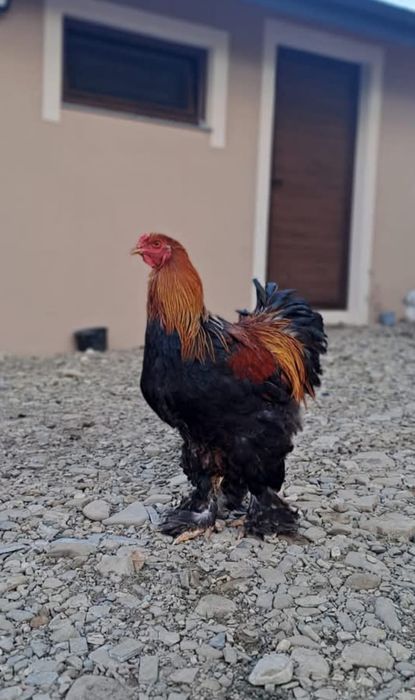 Vand oua pentru incubat de la gaini Brahma potanichiu