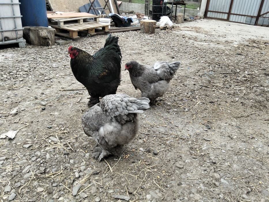 Vând oua găină brahma dark uriaș și blue