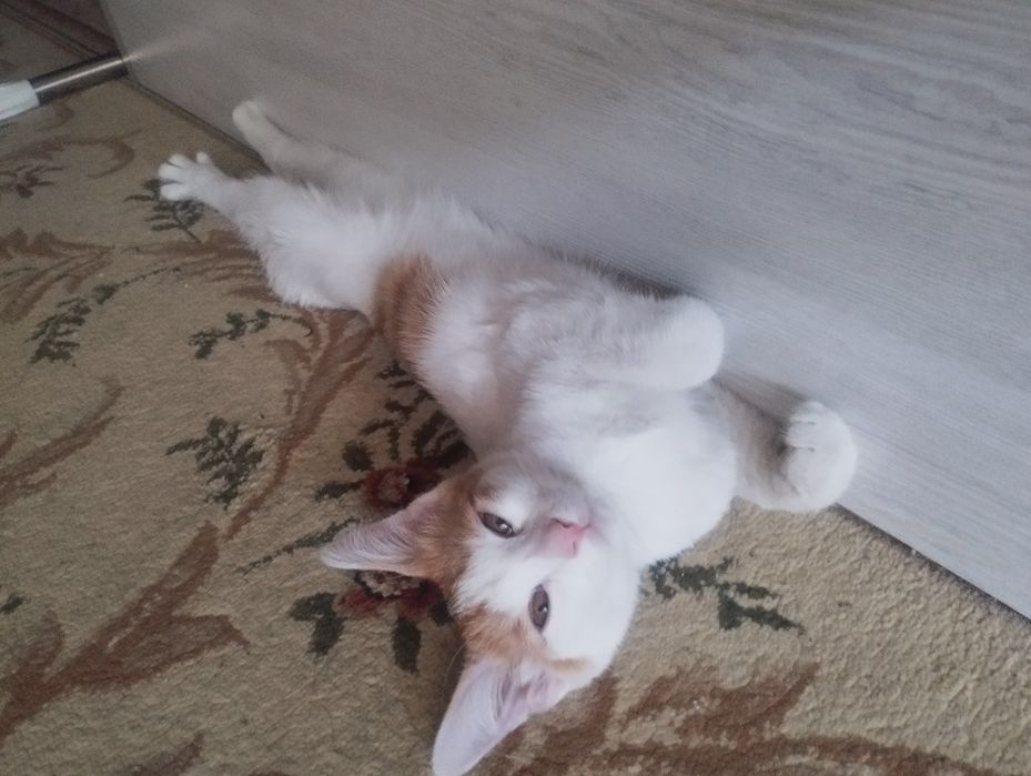 отдам даром котенка