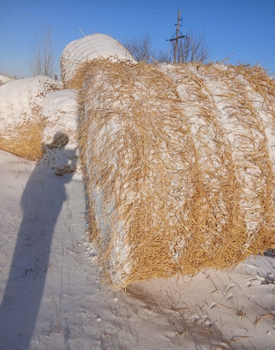 Продам солому, солома, саван
