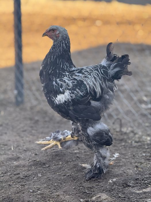 De vanzare puicute si cocosi 2025 - Brahma