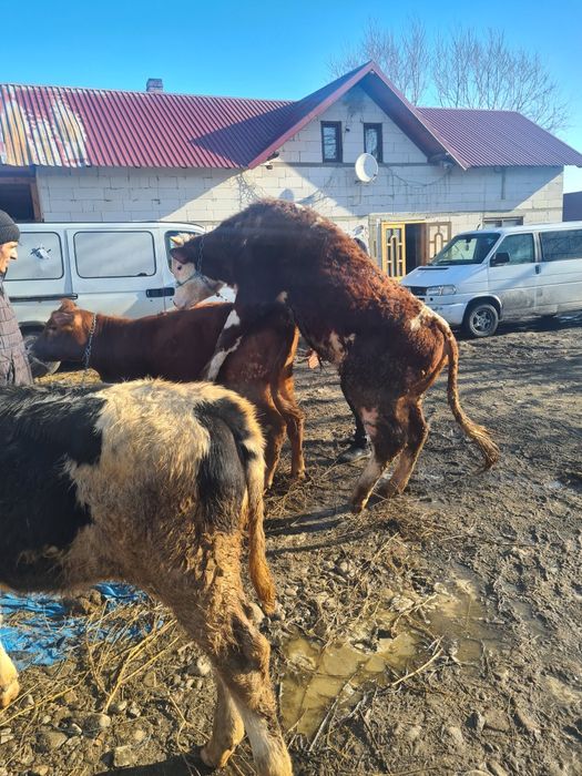 Un tauras 10 luni frumos mâncăcios baltat din vaca foarte mare bun  sa