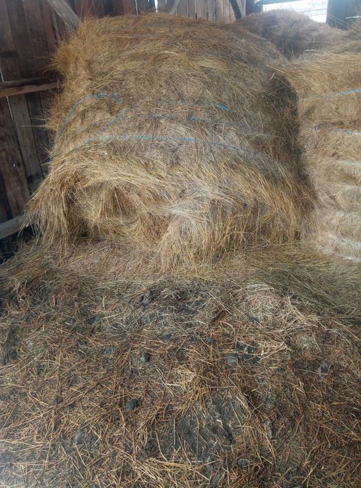 Vând grâu și fân!