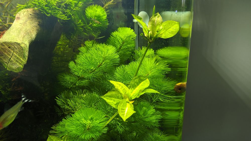 Продам эхинодорус Тропика,Эхинодорус Блехера.