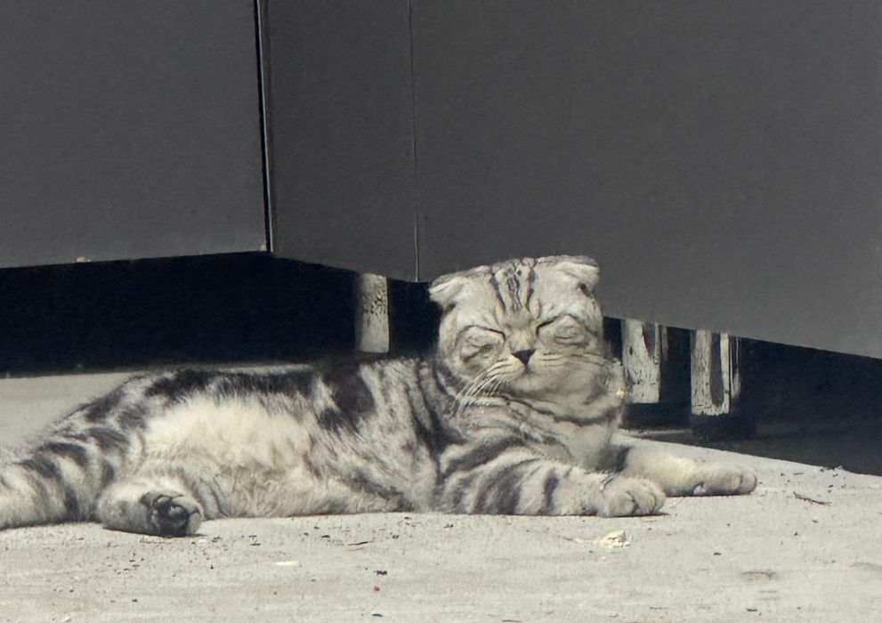 Шотландский котик