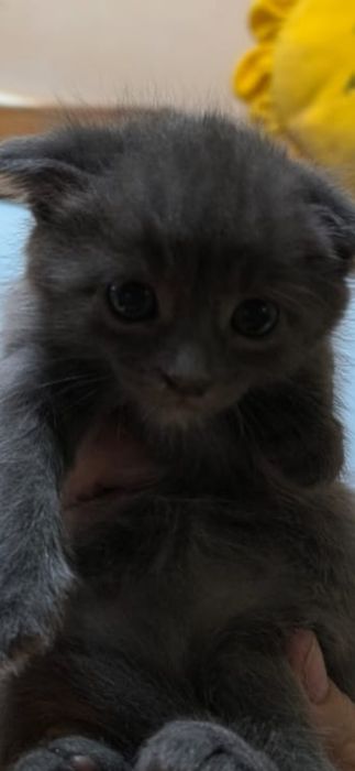 Породистые красивые котята