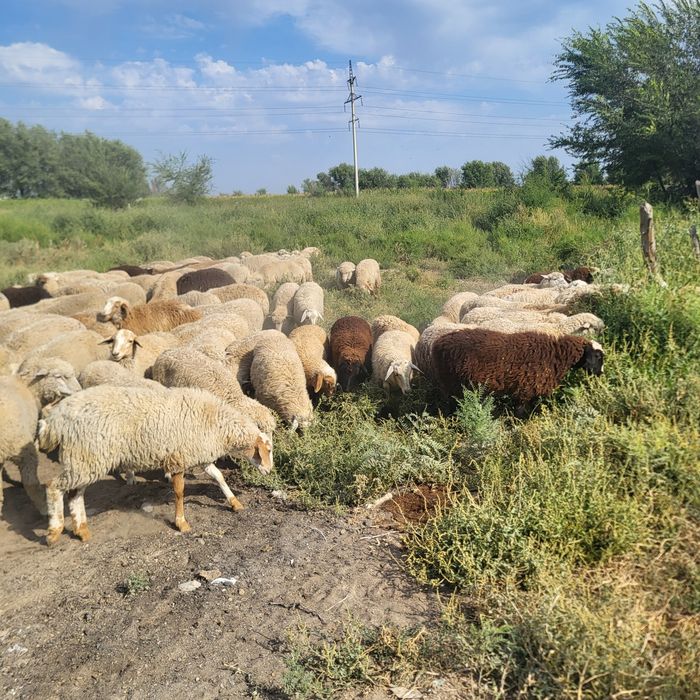 Продам зимних ягнят