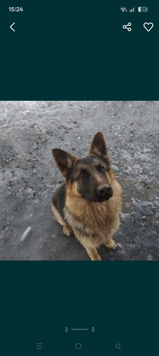 Продам щенка немецкая овчарка девочка