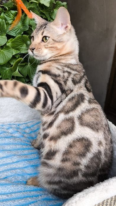 ШИКАРНЫЙ котик - Бенгал серебро