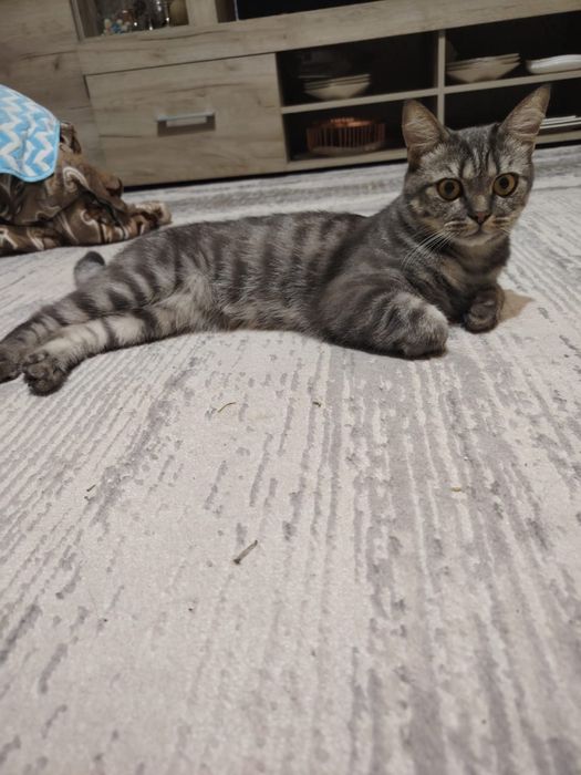 Отдам кота в добрые руки