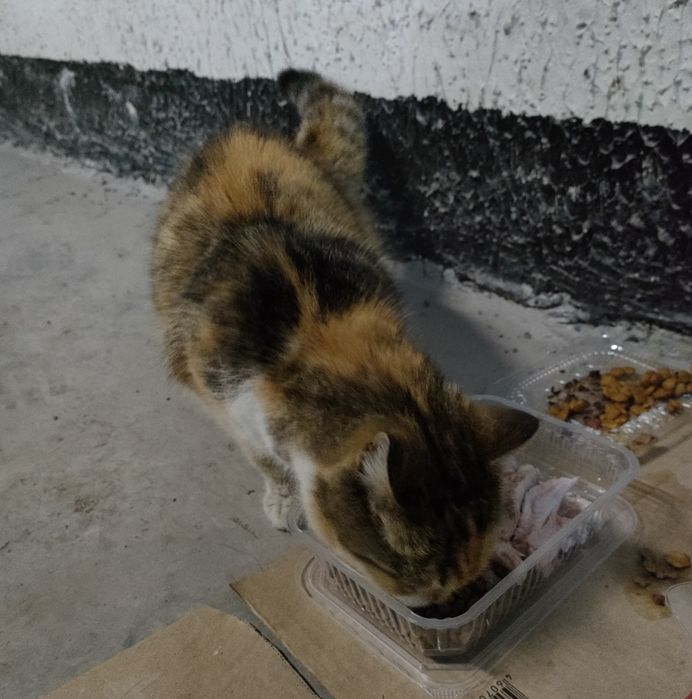 Ищем дом для черепаховой кошки