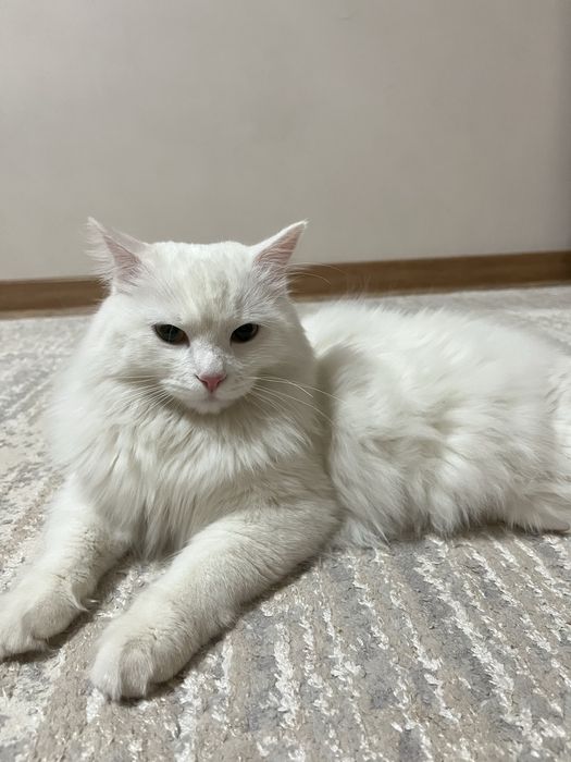 Домашний котик ищет дом