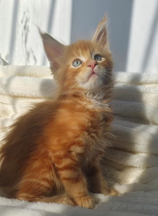 Куномалыши ждут родитей