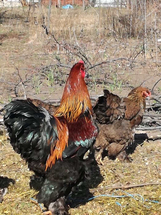 Brahma Gold Laced BSO Potârnichiu Porțelan HD HDA HÎ Columbia Cochinc