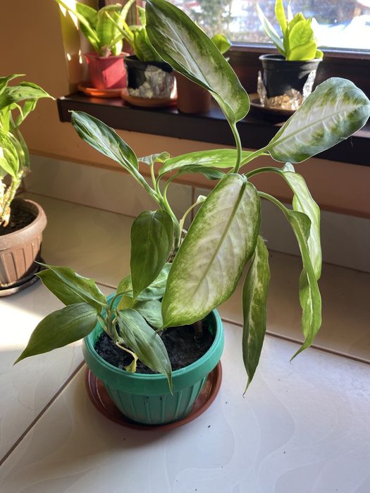 Sansevieria/Dieffenbachia/leandru