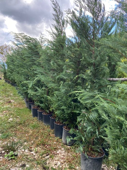 Leylandii de Gard Viu la Ghiveci