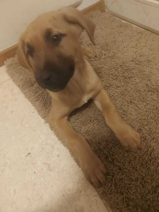 Catei metis Melinois Belgian 3 luni vaccinati Baia Mare