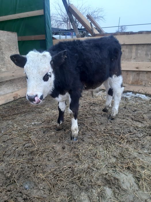 Продам теленка бычок