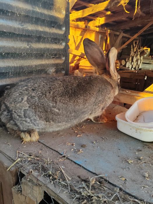 Vând iepuri te montate  uriaș german