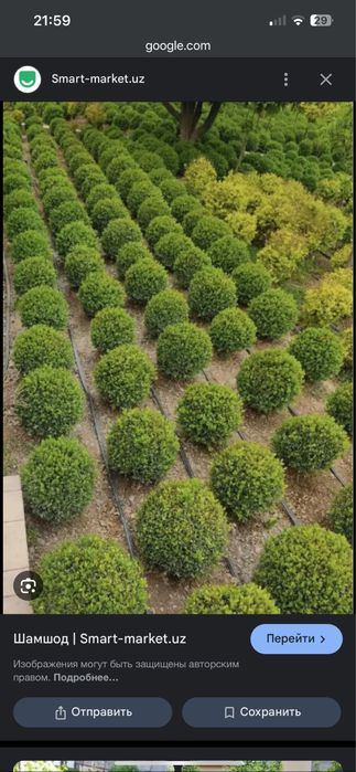 Шамшод кучат  атир гул кучат