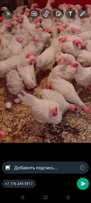 Продаются курочки несушечки