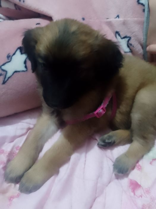 Ласковая девочка 2 месяца